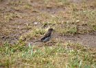 Ringmus (vrouwtje) Passer Montanus - Hustai Nuruu 10-08-2016 (1)